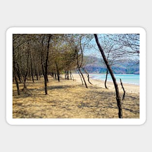 Pine tree forest at Pacitan beach with mountain in backround Magnet